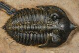 Pseudocryphaeus (Cryphina) Trilobite - Lghaft, Morocco #381590-3